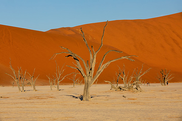 Image showing Dead Vlei landscape in Sossusvlei, Namibia