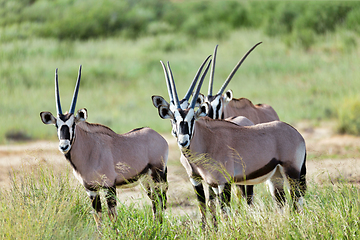 Image showing Gemsbok, Oryx gazella in Kalahari