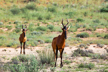 Image showing Red Hartebeest in Kalahari South Africa