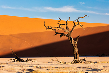 Image showing Dead Vlei landscape in Sossusvlei, Namibia