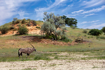 Image showing Gemsbok, Oryx gazella in Kalahari