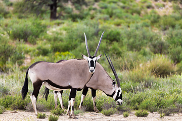 Image showing Gemsbok, Oryx gazella in Kalahari