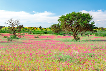 Image showing Blooming Kalahari desert South Africa wilderness