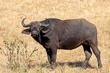 Image showing Cape Buffalo at Chobe, Botswana safari wildlife