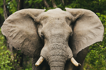 Image showing African Elephant in Moremi, Botswana safari wildlife