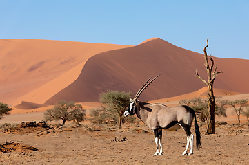 Image showing Gemsbok, Oryx gazella on dune, Namibia Wildlife