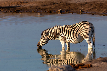 Image showing zebra reflection in Etosha Namibia wildlife safari