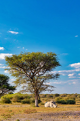 Image showing Resting white rhinoceros under acacia tree in Khama Rhino Sanctuary reservation, Botswana safari wildlife