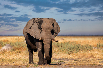 Image showing African Elephant in Chobe, Botswana safari wildlife