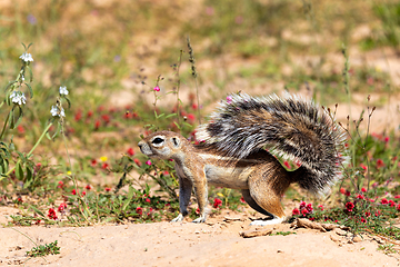 Image showing South African ground squirrel in flowering desert Kalahari