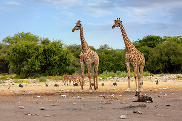 Image showing Giraffe on Etosha with stripped hyena, Namibia safari wildlife