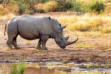 Image showing White rhinoceros Pilanesberg, South Africa safari wildlife