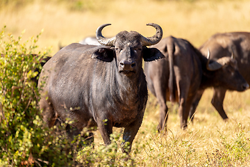 Image showing Cape Buffalo at Chobe, Botswana safari wildlife