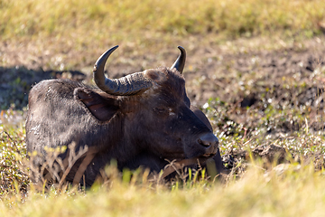 Image showing Cape Buffalo at Chobe, Botswana safari wildlife