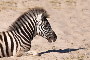 Image showing zebra calf in Etosha Namibia wildlife safari