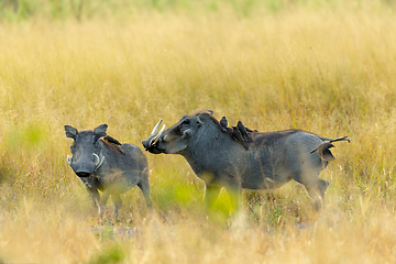 Image showing Warthog in Moremi reserve, Botswana safari wildlife