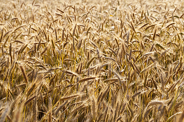 Image showing field with cereals