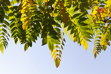 Image showing crown of a tree