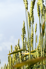 Image showing green wheat