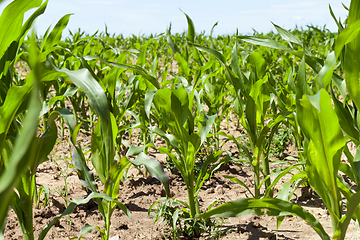 Image showing young green corn
