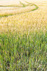 Image showing barley yellow and green