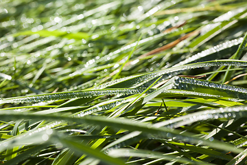 Image showing drops of water and green grass