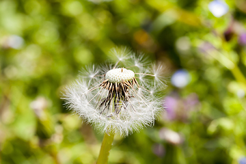 Image showing white dandelion ball