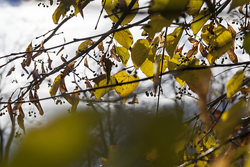 Image showing leaves of linden