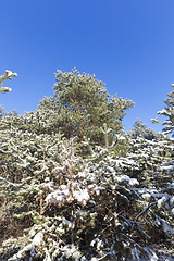 Image showing snow covered branches and a trunk with pine needles in winter snowfall, close-ups and details of a forest in nature