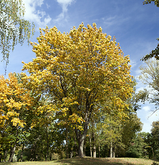 Image showing Yellow maple foliage