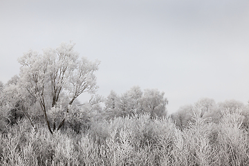 Image showing Trees in the frost