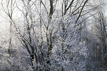 Image showing Frost on tree branches