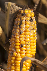 Image showing fungus ripe corn