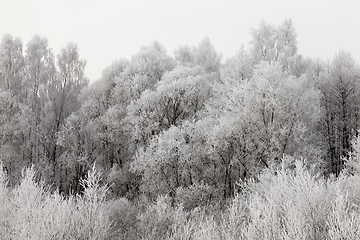 Image showing winter forest