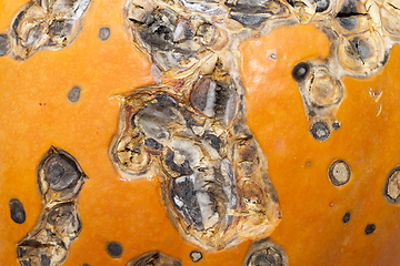 Image showing Rotting pumpkin, close-up
