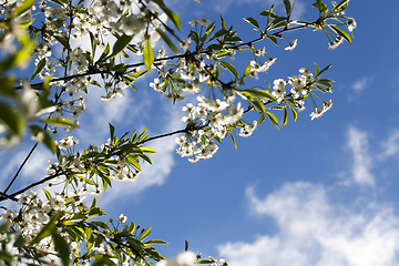 Image showing white flowers cherry