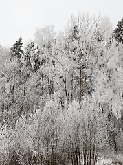 Image showing Photographed winter forest