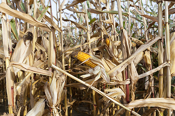 Image showing ears of ripe corn