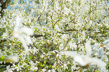 Image showing White blossom magnolia tree flowers