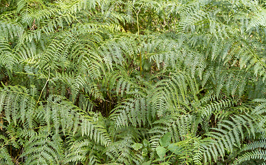Image showing green fern fronds