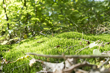 Image showing sunny forest scenery