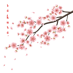 Image showing Pink sakura flowers isolated on white. EPS 10
