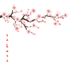 Image showing Blossom sakura for your design. EPS 10