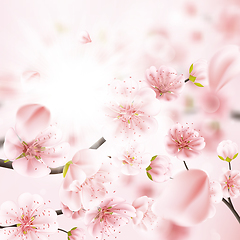 Image showing Cherry blossom, sakura flowers. EPS 10