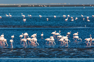 Image showing Rosy Flamingo colony in Walvis Bay Namibia