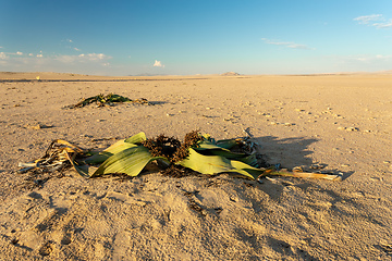 Image showing Welwitschia mirabilis desert plant, Namibia