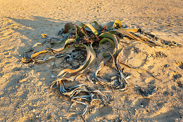 Image showing Welwitschia mirabilis desert plant, Namibia