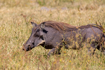 Image showing Warthog in Chobe reserve, Botswana safari wildlife