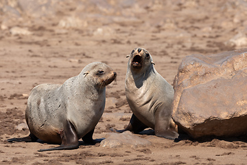 Image showing brown fur seal in Cape Cross, Namibia