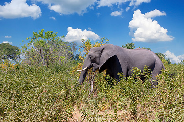 Image showing African Elephant in Chobe, Botswana safari wildlife
